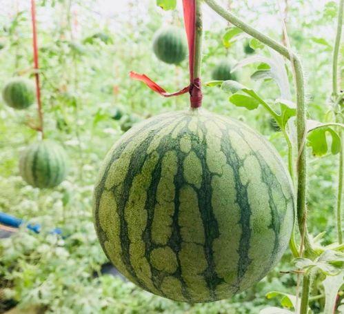 南汇吃瓜群众事件,一场网络舆论的风暴与反思