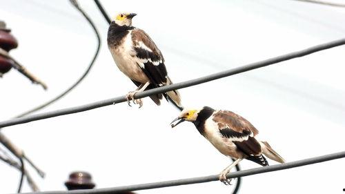 吃瓜群众的八哥是真的吗,真相还是谣言？