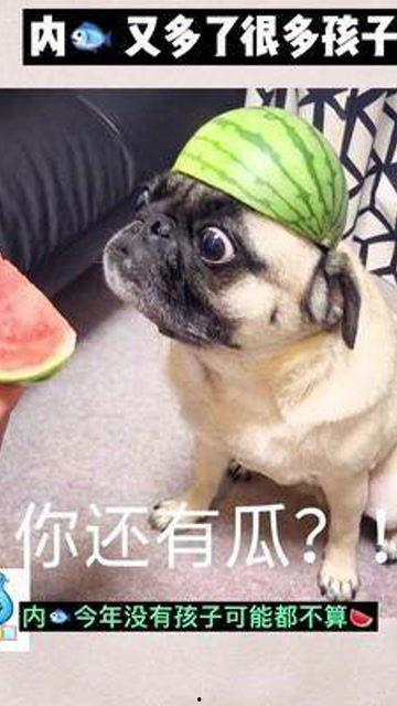 吃瓜群众的老巴哥,吃瓜群众的美食传奇