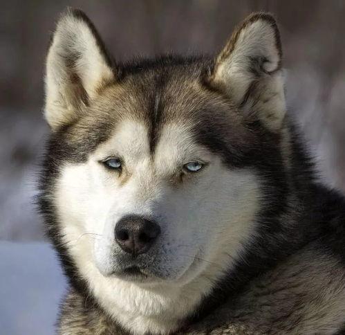 吃瓜群众黑脸菜狗二哈,黑脸菜狗二哈，揭秘网络红人背后的故事