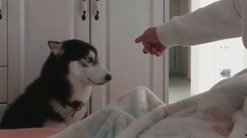 二哈吃瓜群众黑脸视频