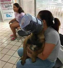 吃瓜群众大黄狗