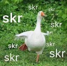 skr吃瓜群众,揭秘娱乐圈幕后风云