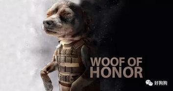 吃瓜群众赫狼星人,揭秘吃瓜群众的奇幻旅程