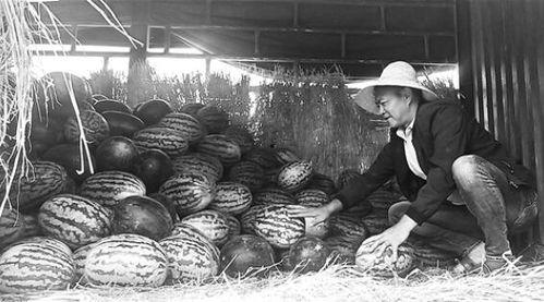 秦安吃瓜群众事件视频,网络围观下的社会现象解析