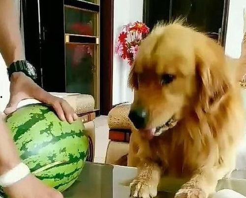 吃瓜群众小狗子表情包