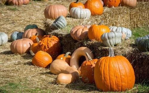 安格拉吃瓜群众是谁